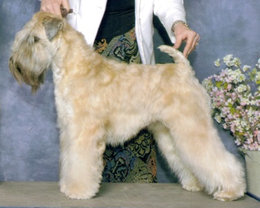 Jendu wheaten hot sale terriers